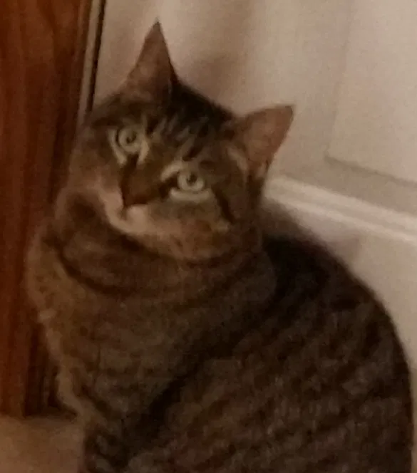Lost cat in Milford, CT, 6460