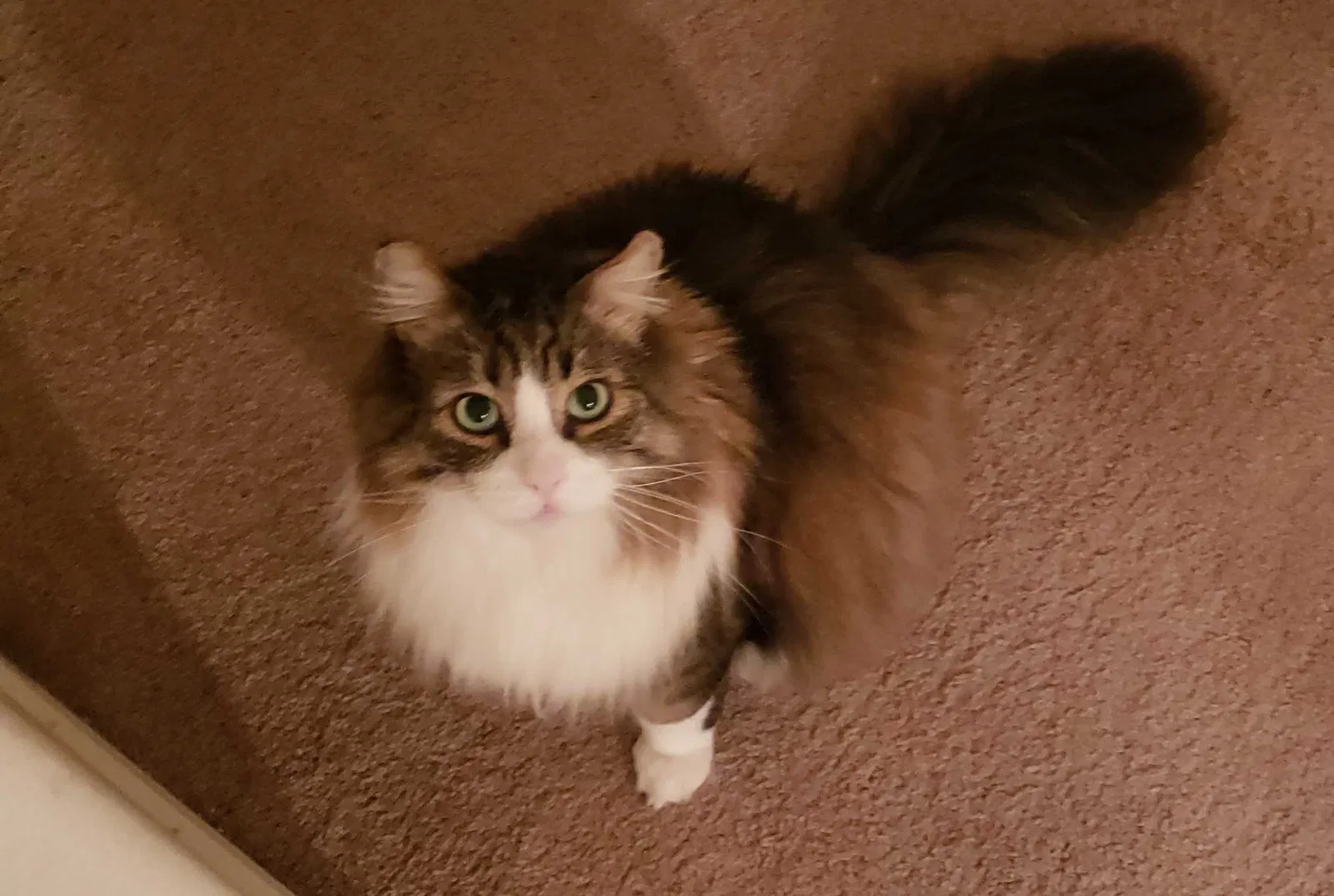 Lost cat in Hillsboro, OR, 97124