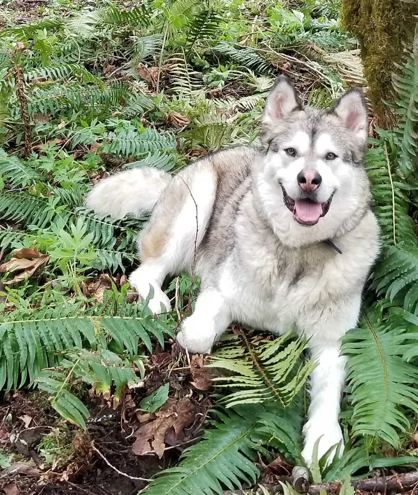 Lost dog in Deming, WA, 98244