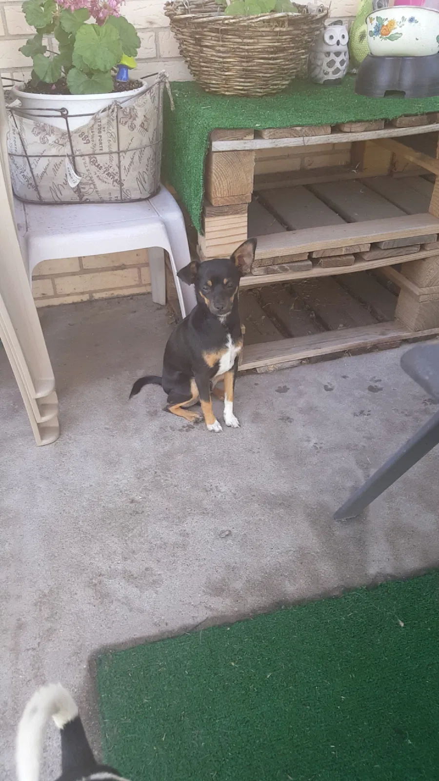 Lost dog in El Paso, TX, 79924