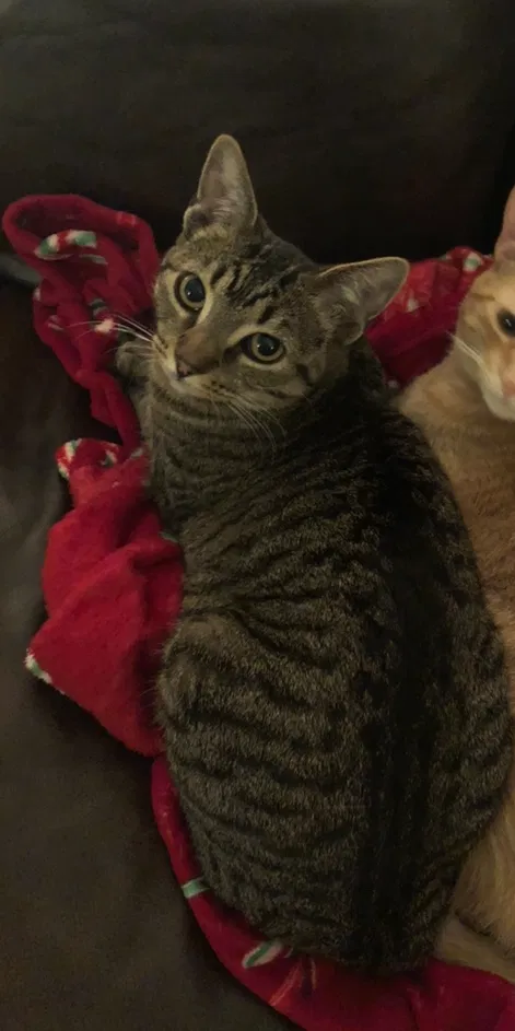 Lost cat in Austin, TX, 78745