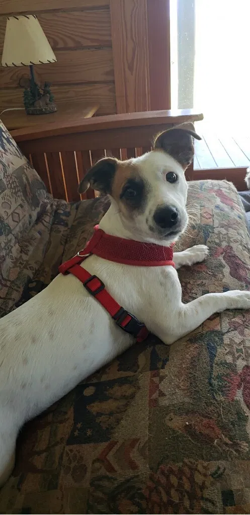Lost dog in Osteen, FL, 32764