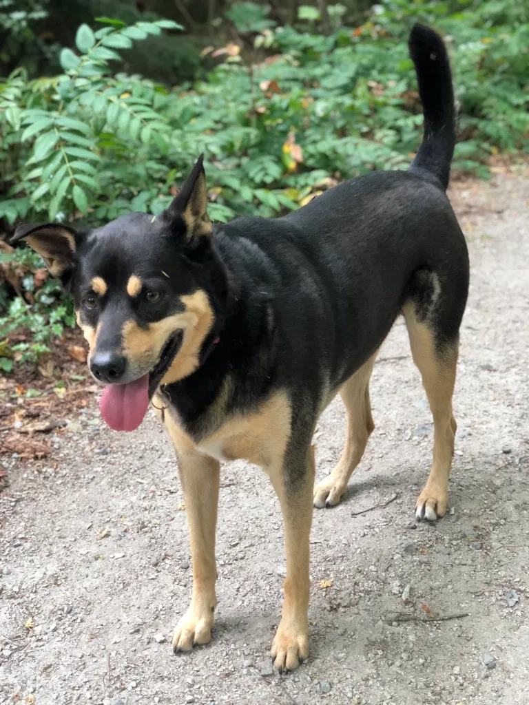 Lost dog in Unknown, AL, 0