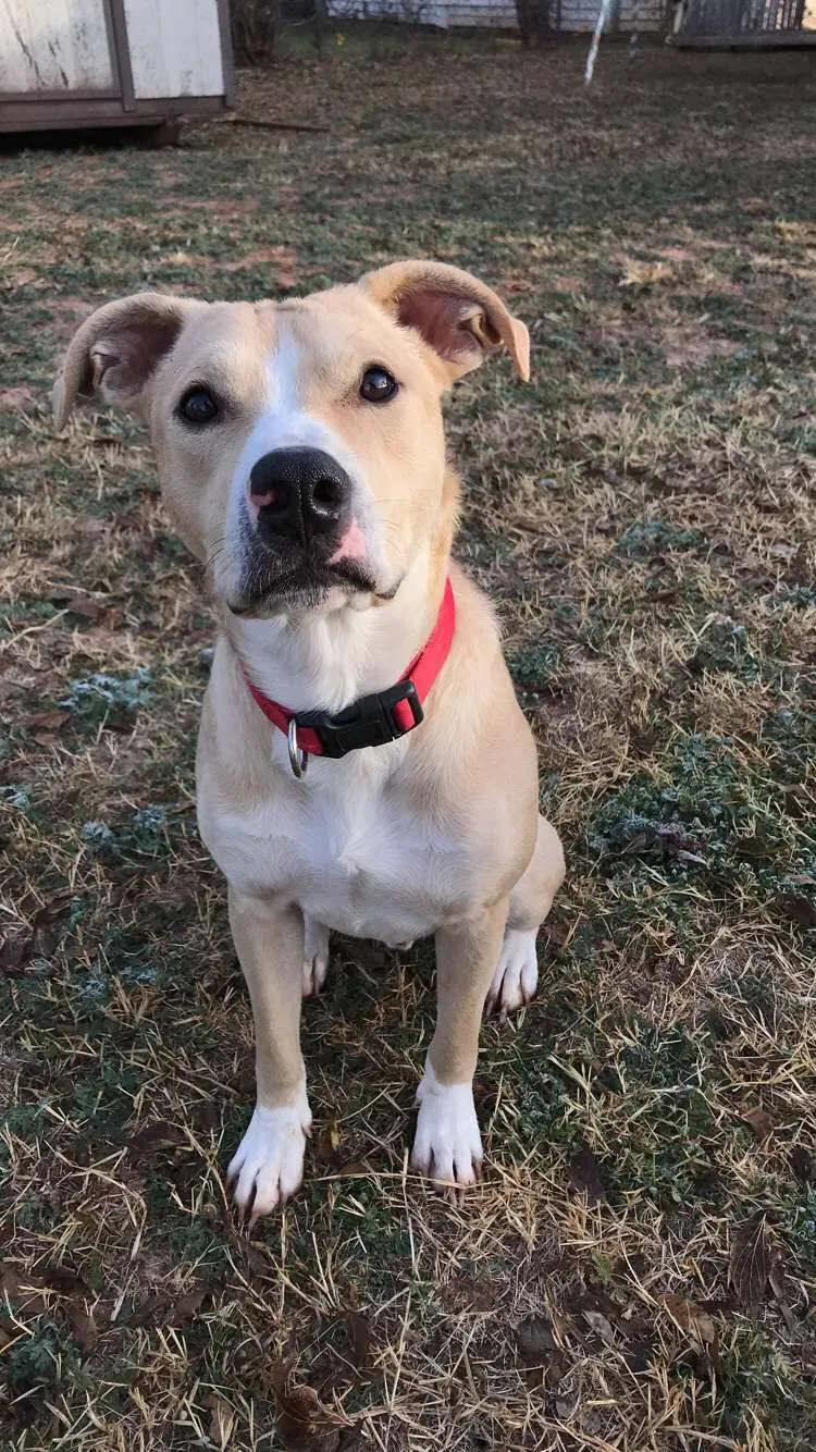 Lost dog in Baird, TX, 79504