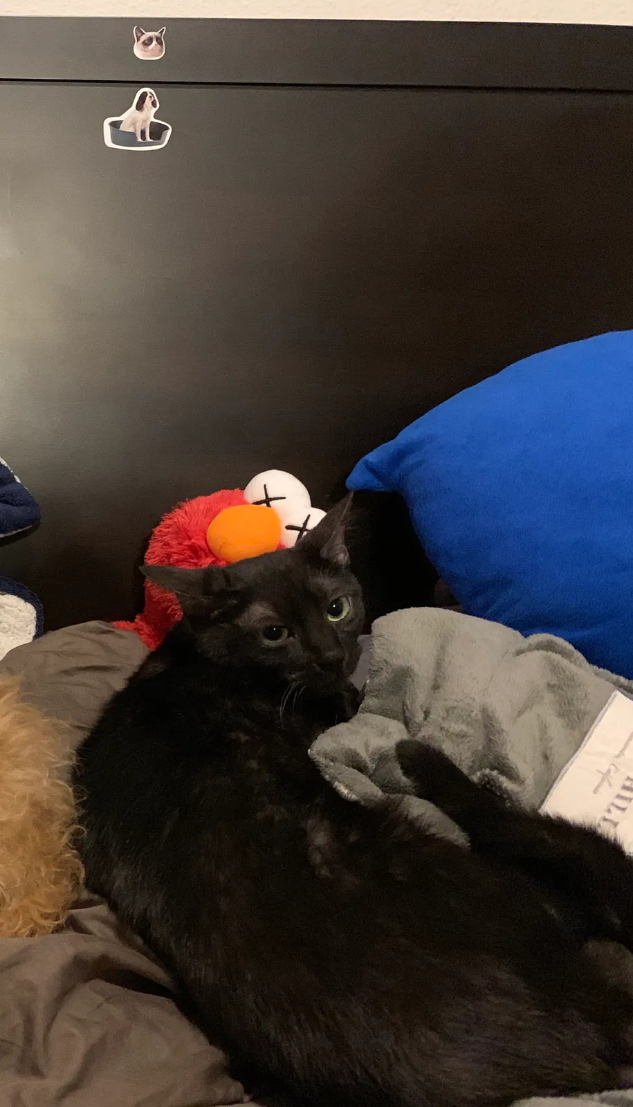 Lost cat in Fort Collins, CO, 80524
