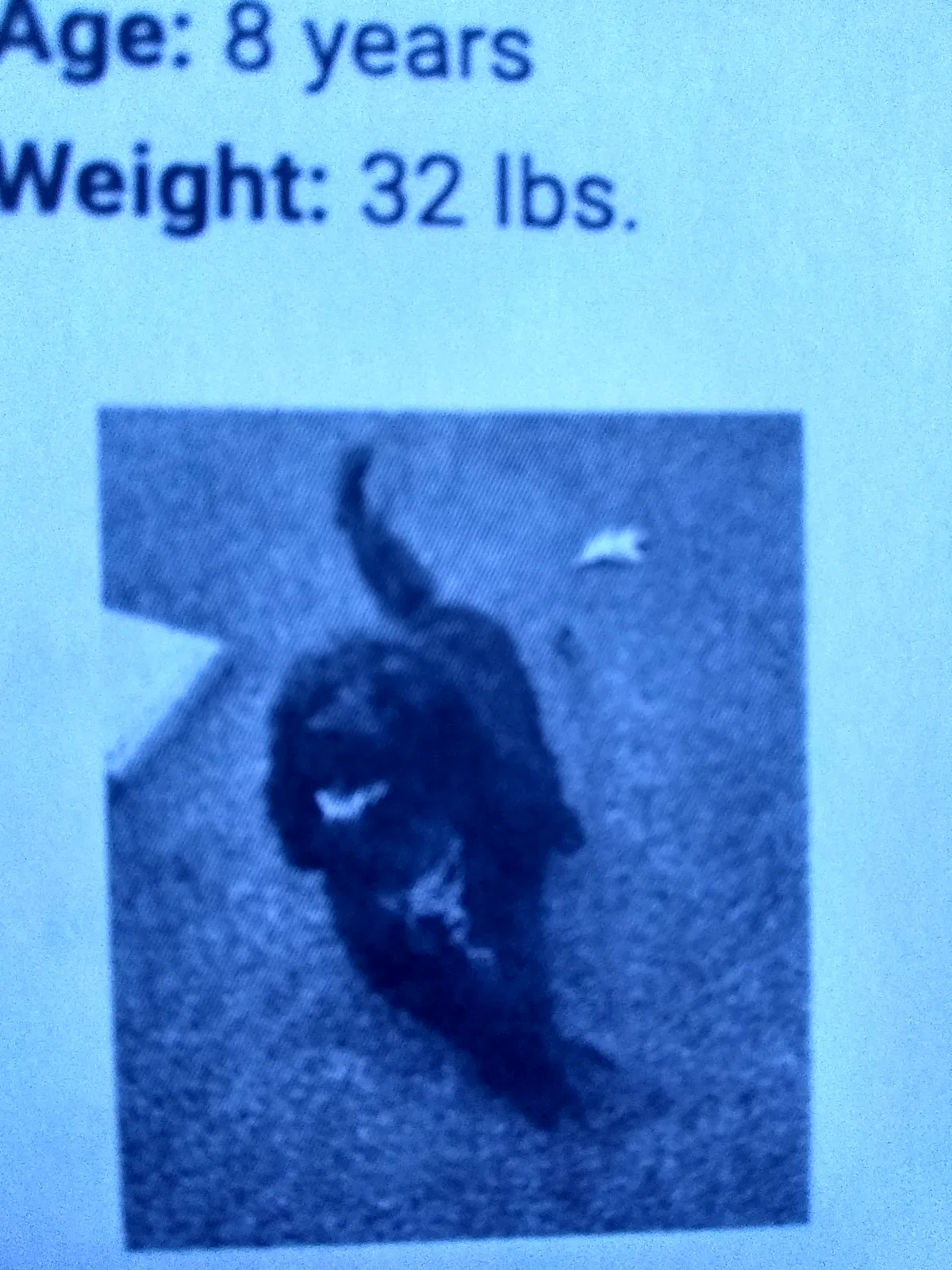 Lost dog in North Hampton, NH, 3862
