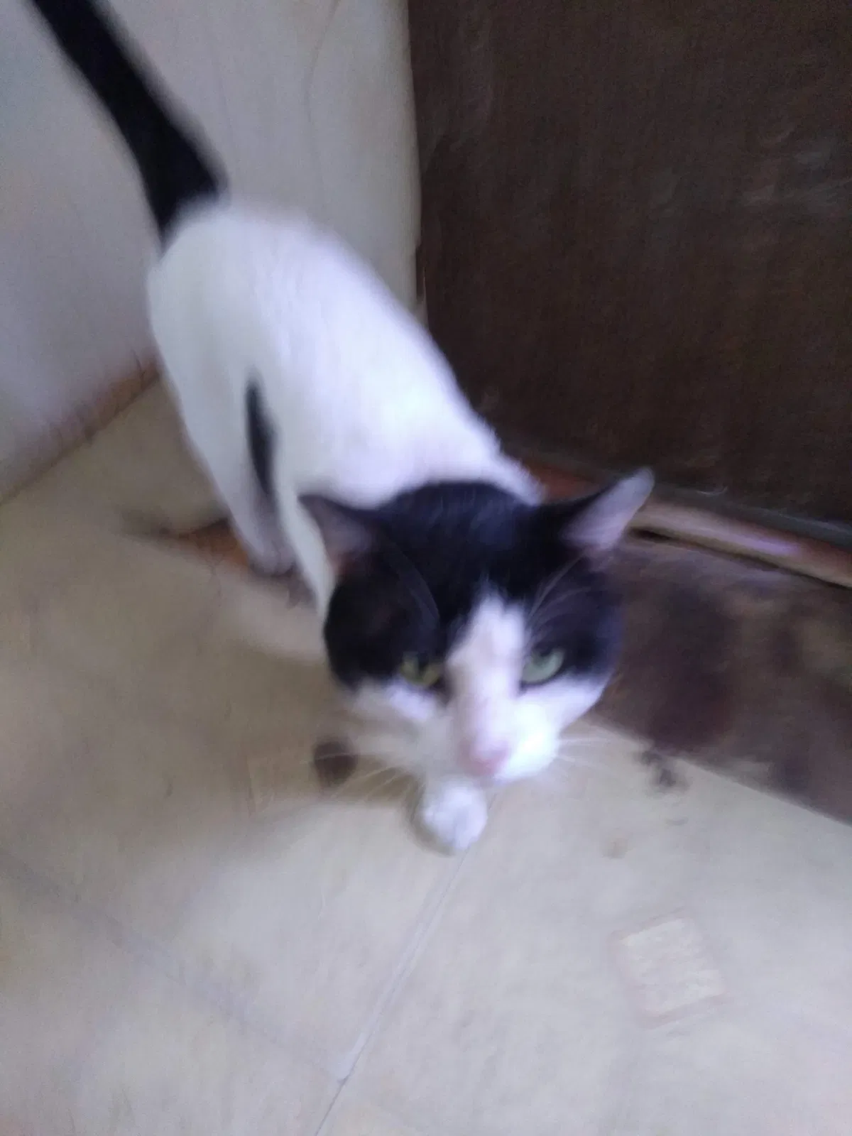 Lost cat in Cantonment, FL, 32533