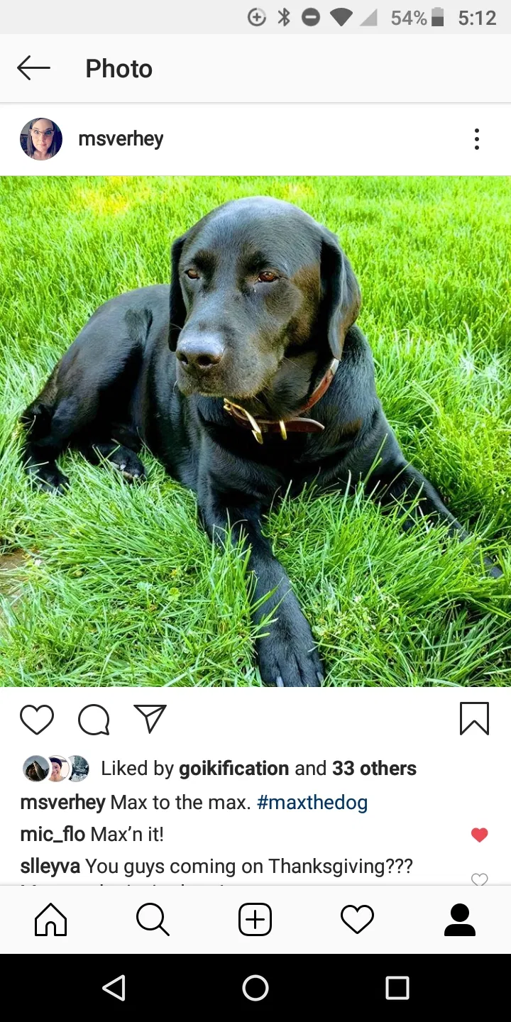 Lost dog in Moxee, WA, 98936