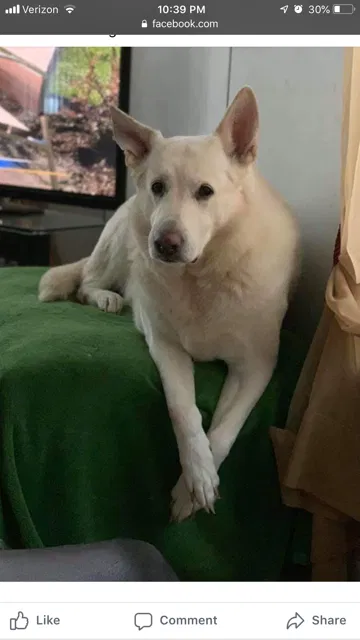 Lost dog in Niles, MI, 49120