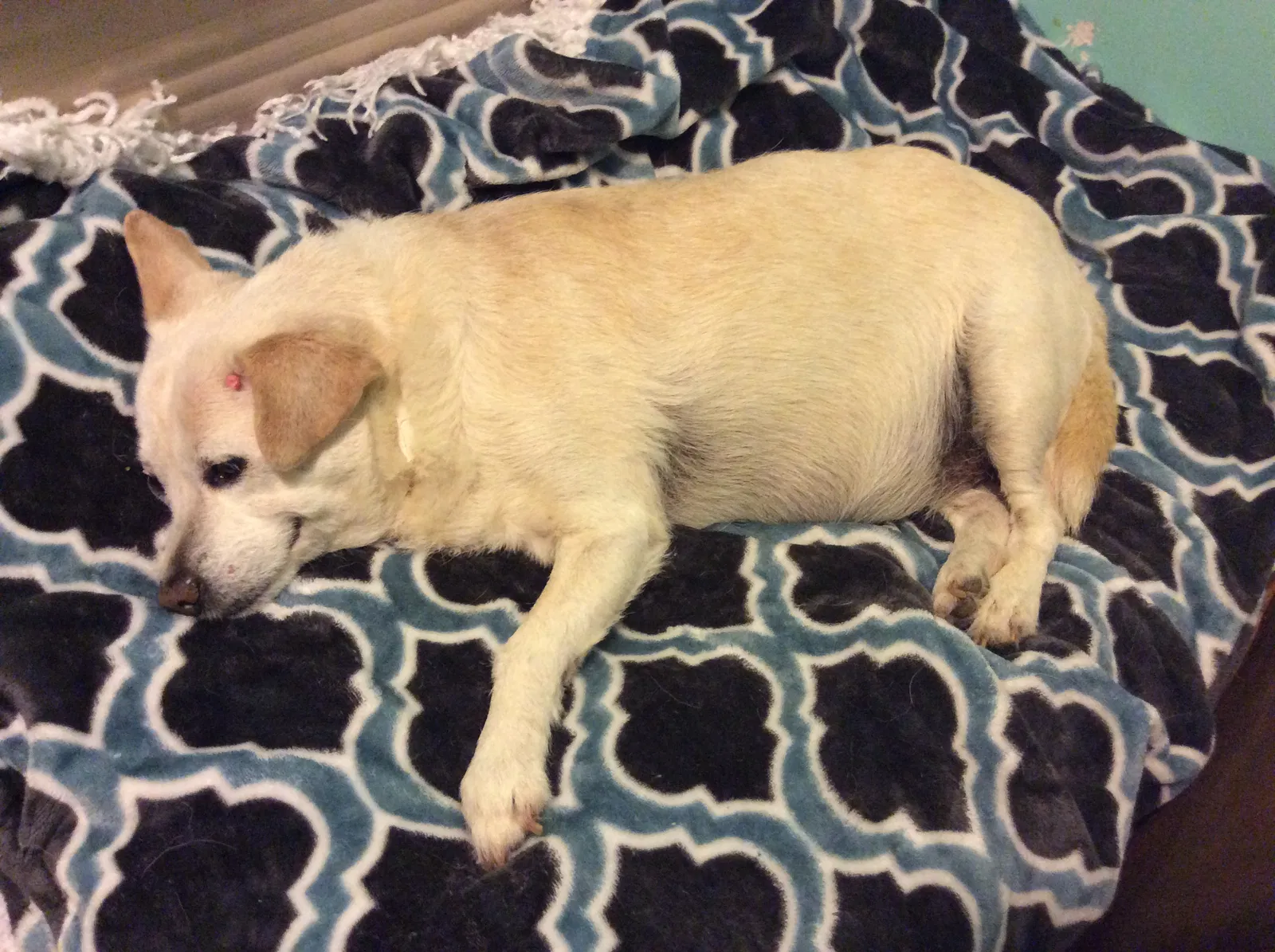 Lost dog in Fennville, MI, 49408