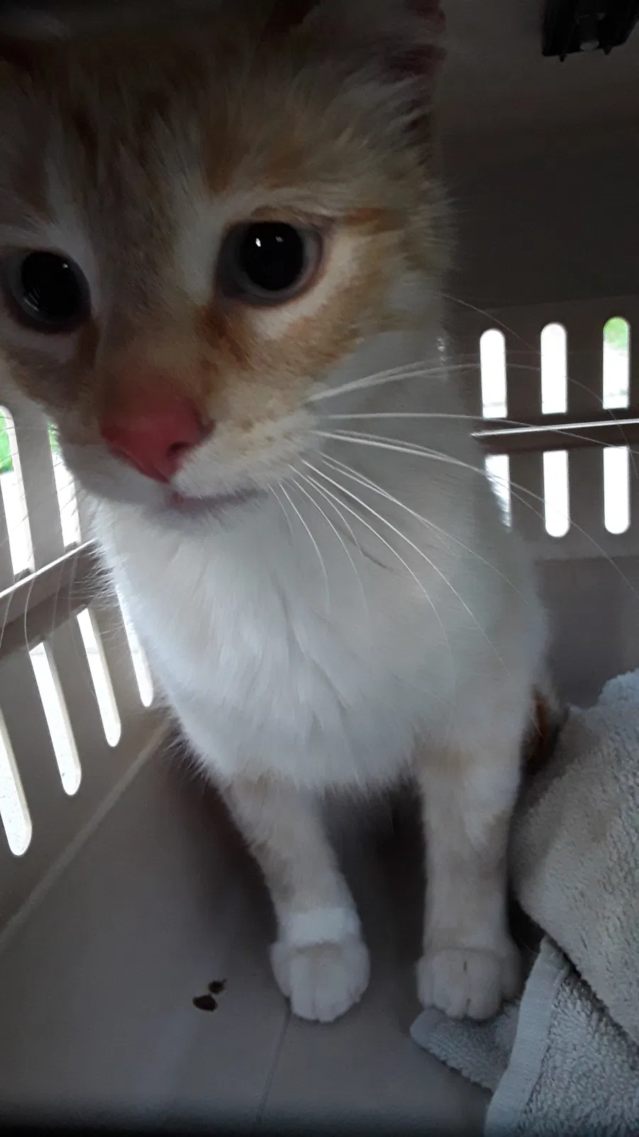 Found cat in Rapid City, SD, 57702