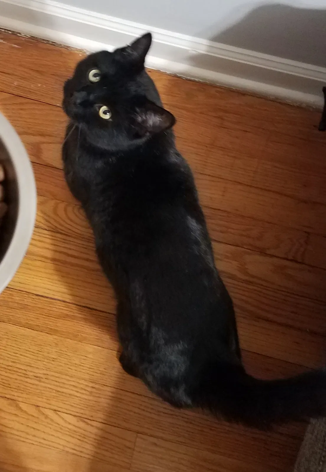 Lost cat in New Orleans, LA, 70119