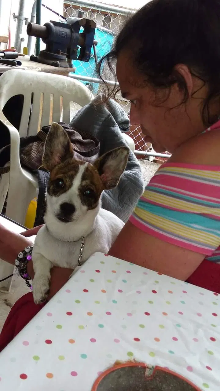 Lost dog in Cabool, MO, 65689