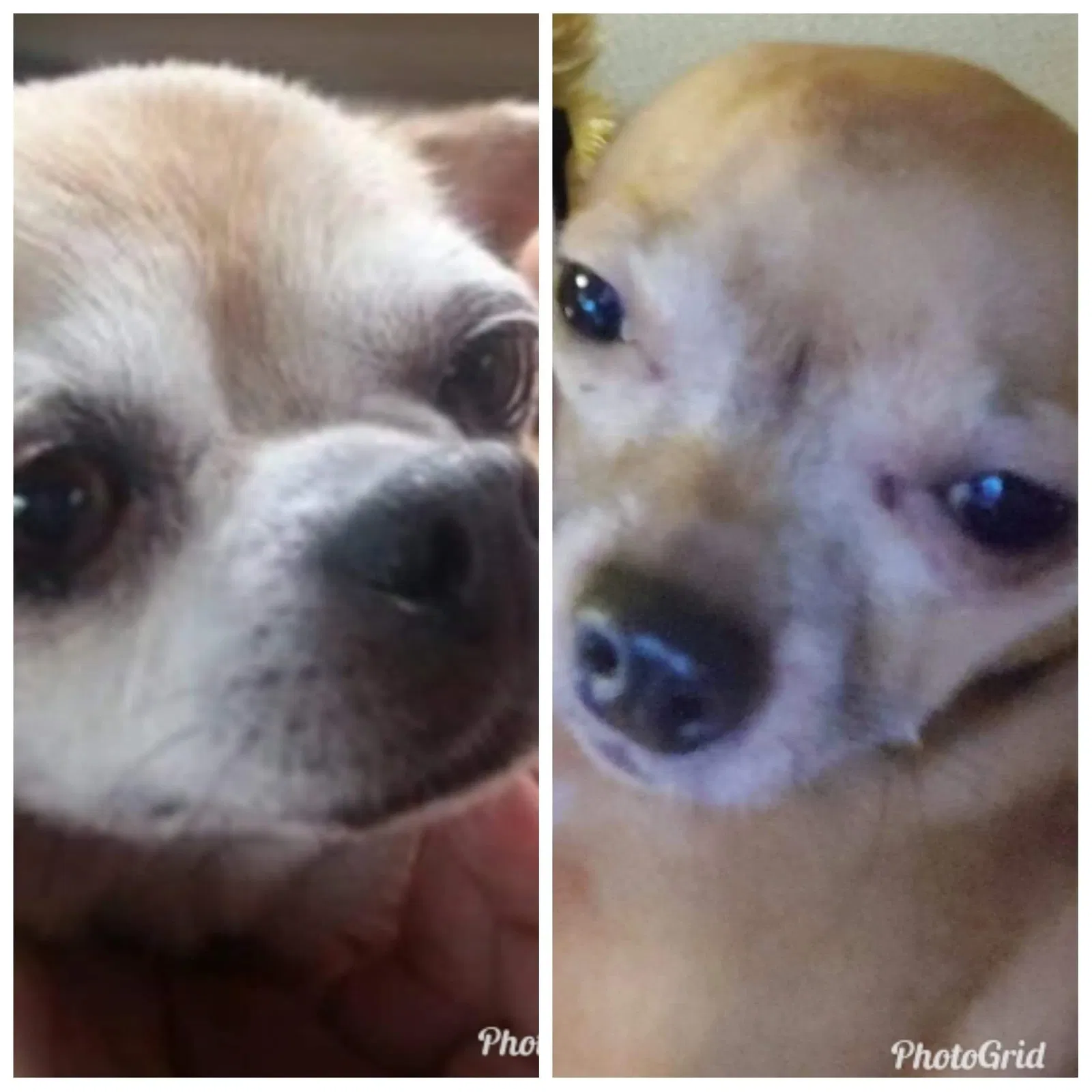 Lost dog in Akron, OH, 44312