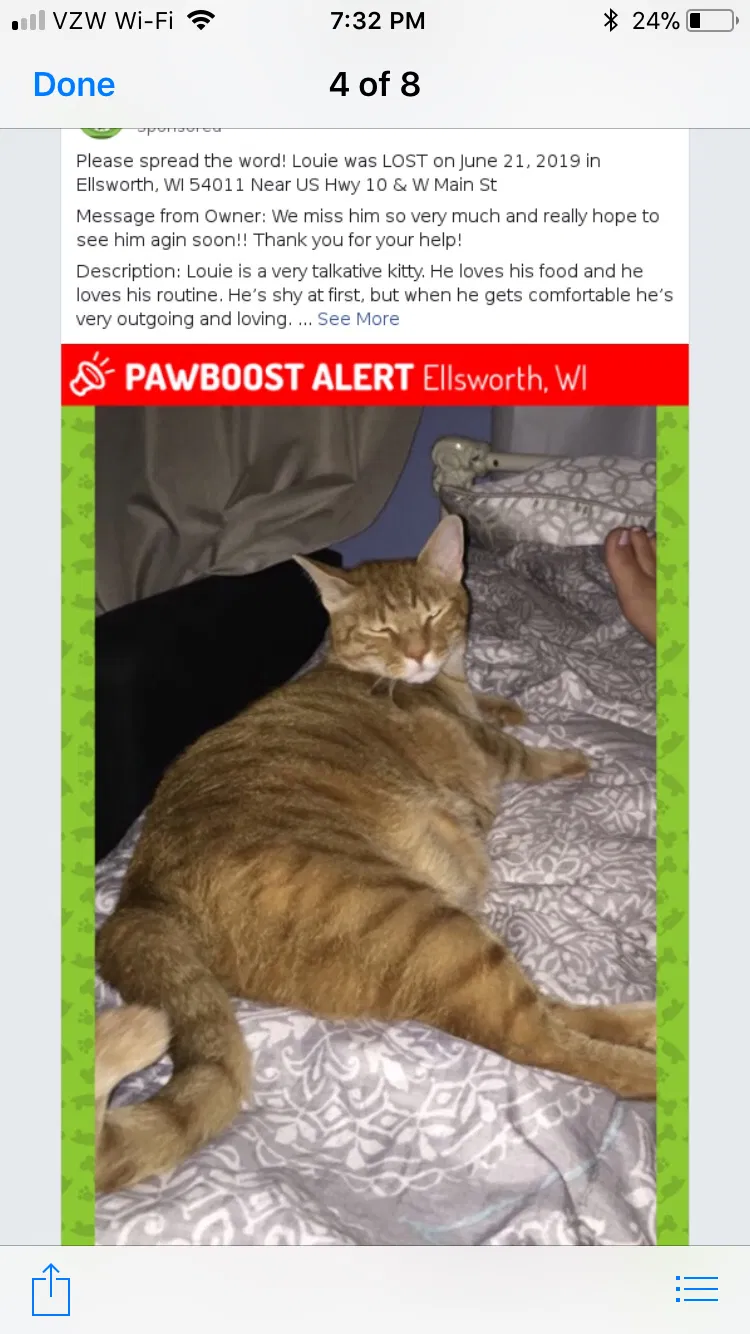 Lost cat in Ellsworth, WI, 54011