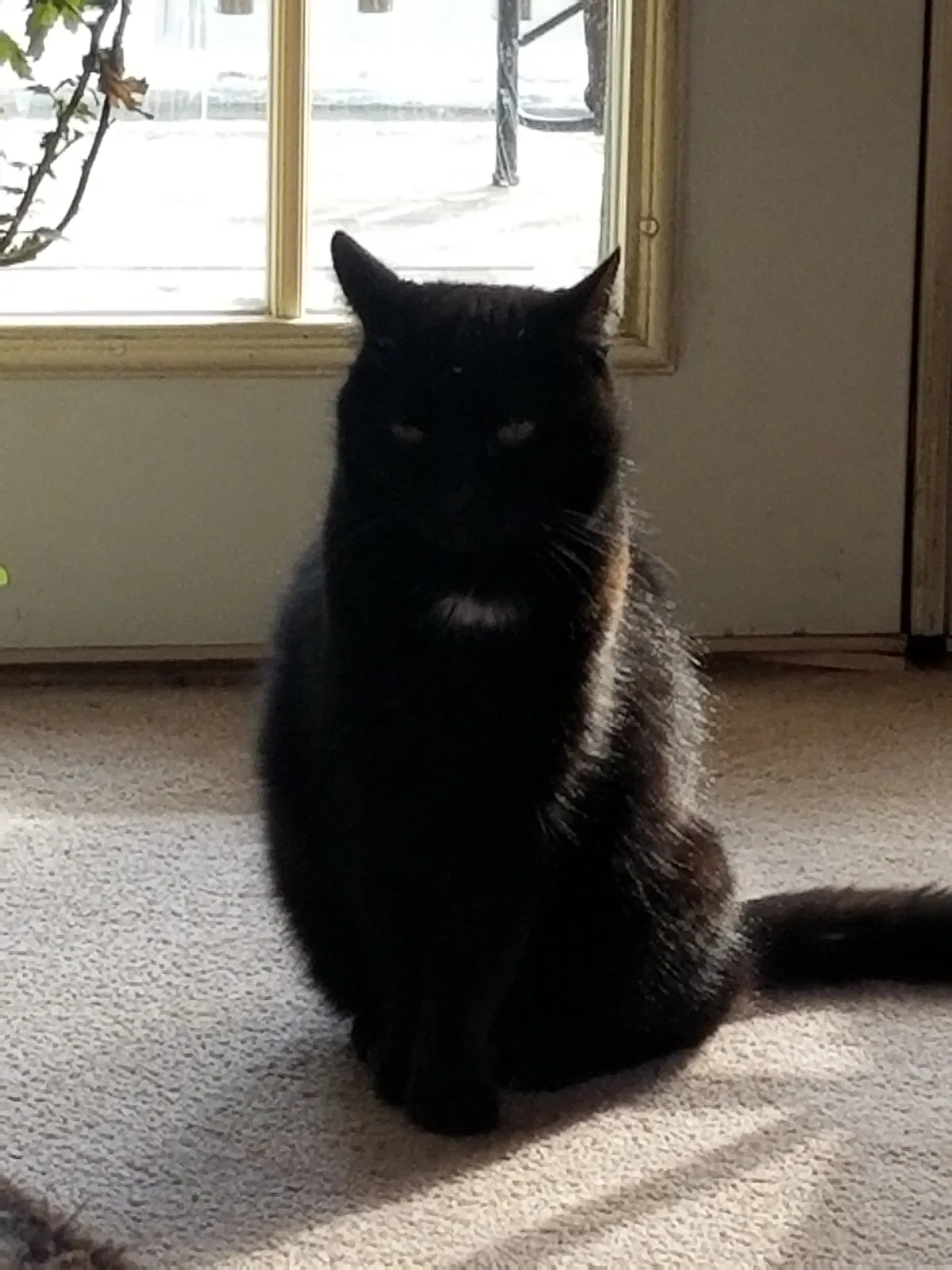Lost cat in Edgerton, WI, 53534