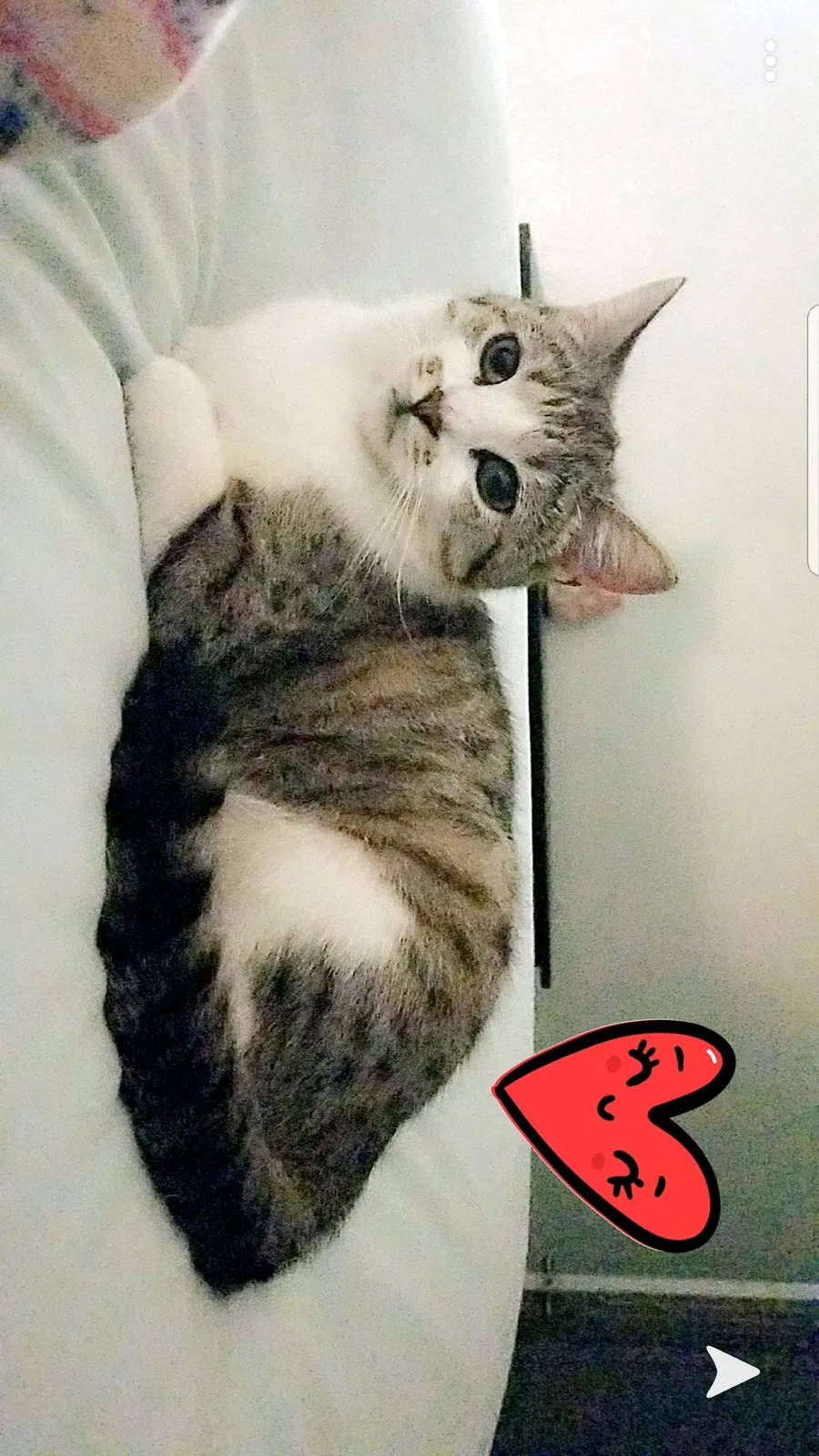 Lost cat in Glendale, AZ, 85304
