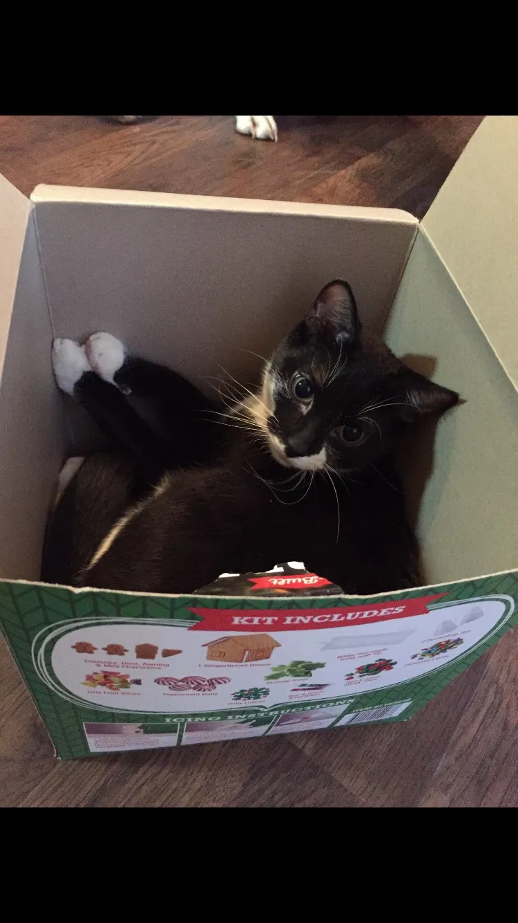 Lost cat in Harpers Ferry, WV, 25425