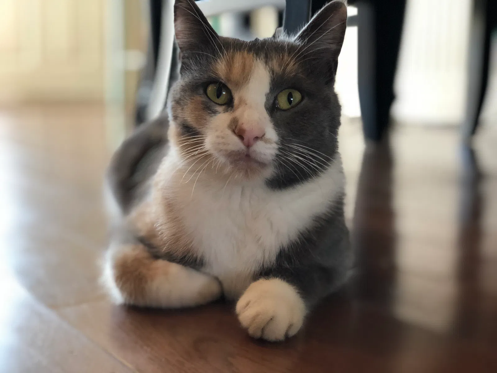 Lost cat in Wilmington, NC, 28409