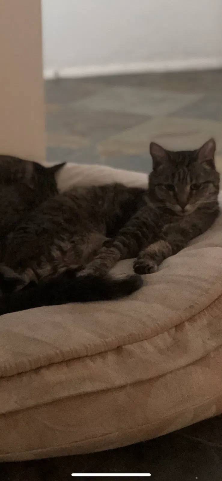 Lost cat in Tucson, AZ, 85710