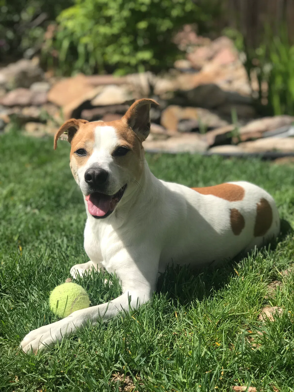 Lost dog in Longmont, CO, 80501