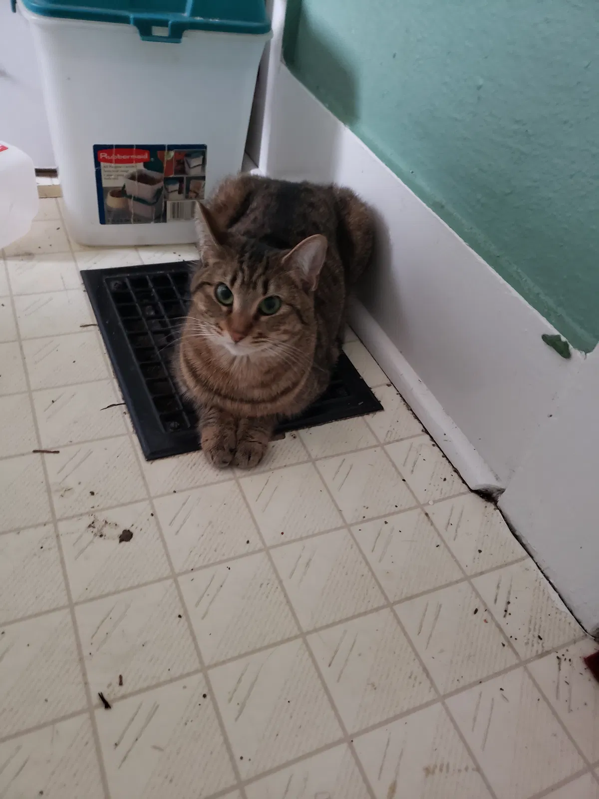 Lost cat in Corvallis, OR, 97330