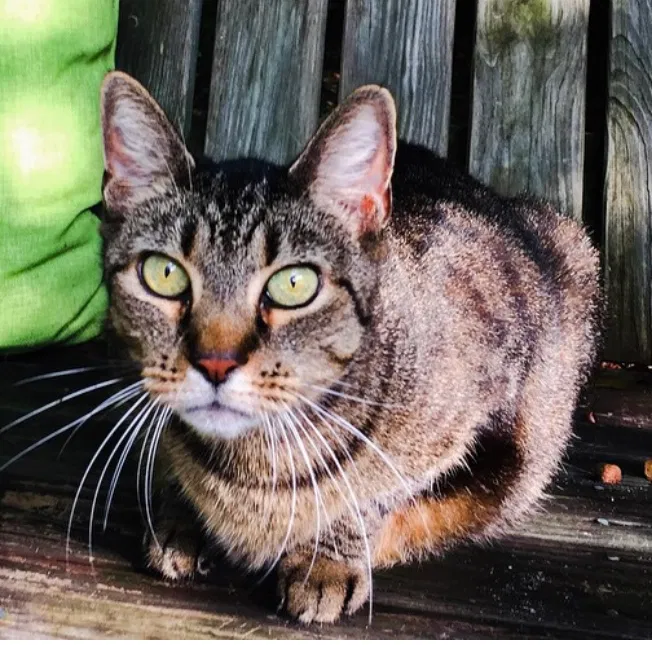 Lost cat in Wilmington, NC, 28411