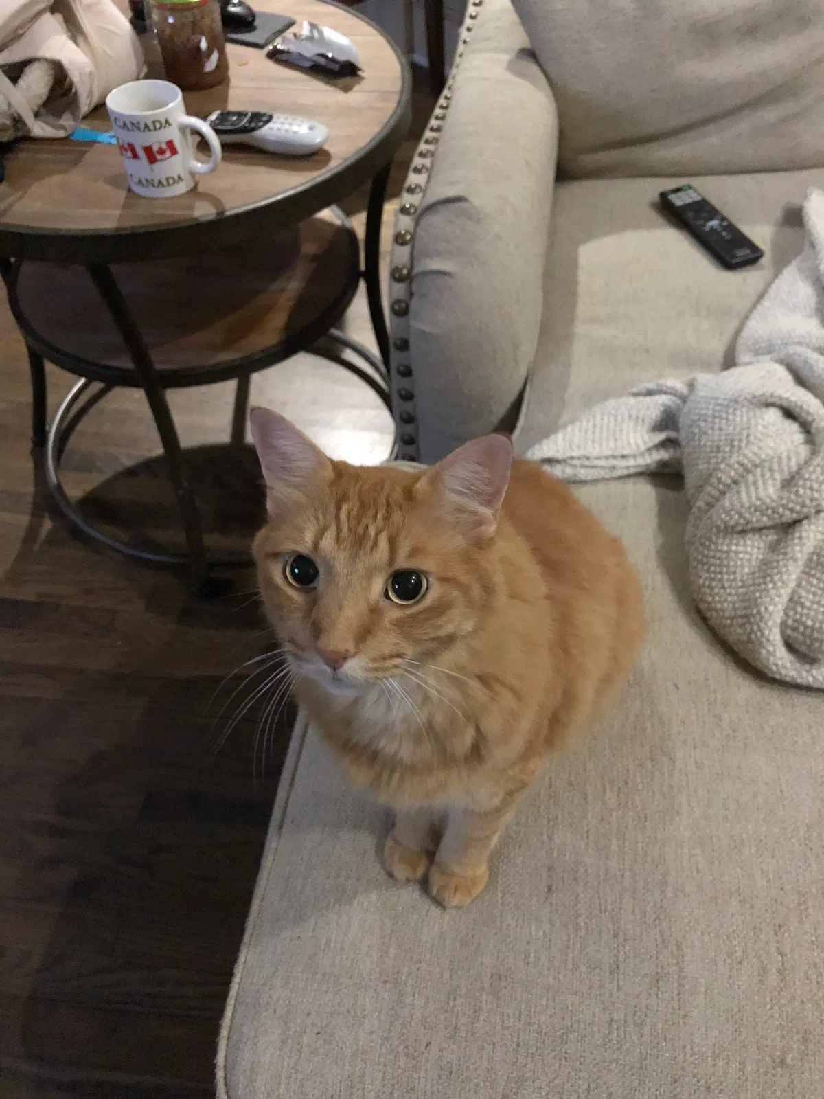 Lost cat in Buford, GA, 30519