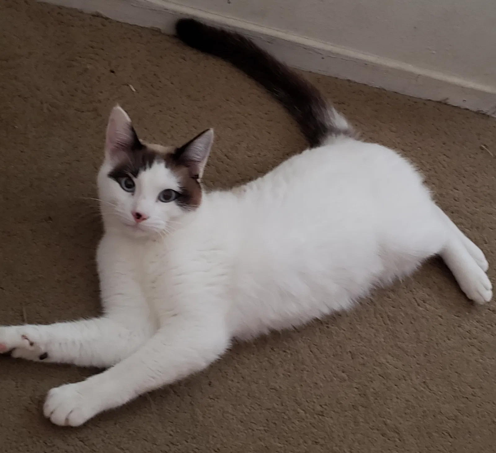 Lost cat in Hawaiian Gardens, CA, 90716