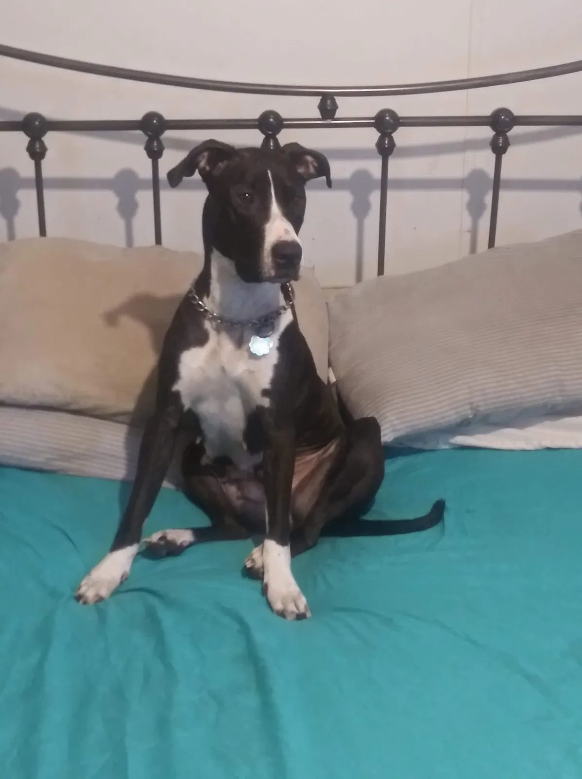 Lost dog in Spring Hill, FL, 34610