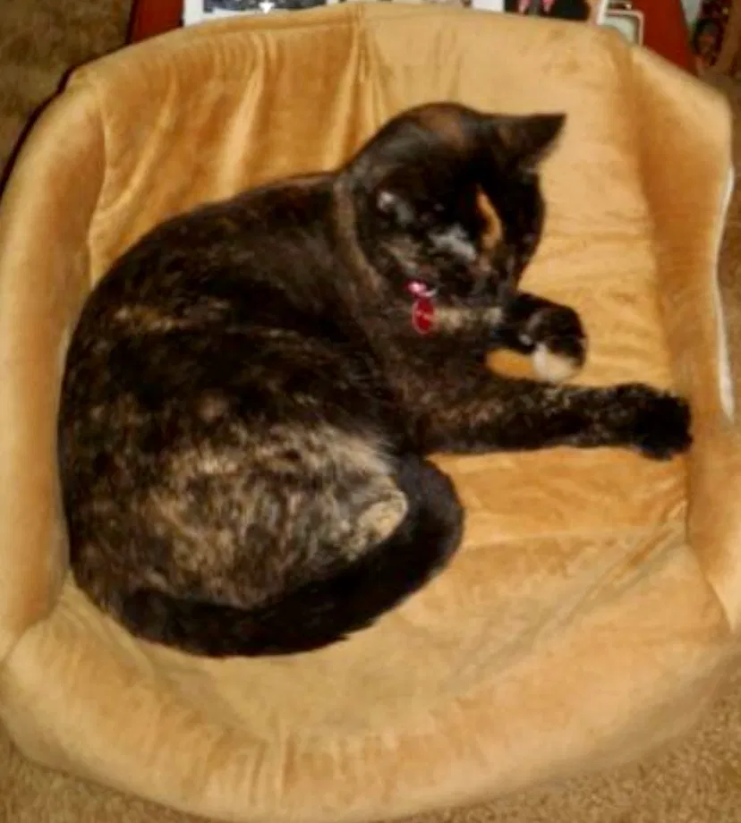 Lost cat in Albuquerque, NM, 87108
