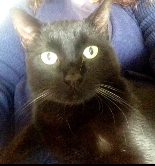 Lost cat in Cranbury, NJ, 8512