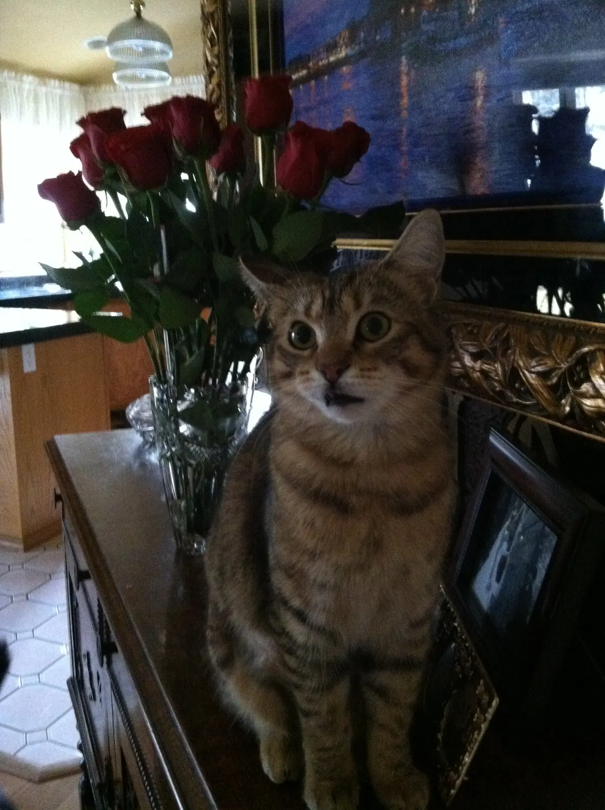 Lost cat in New Braunfels, TX, 78130