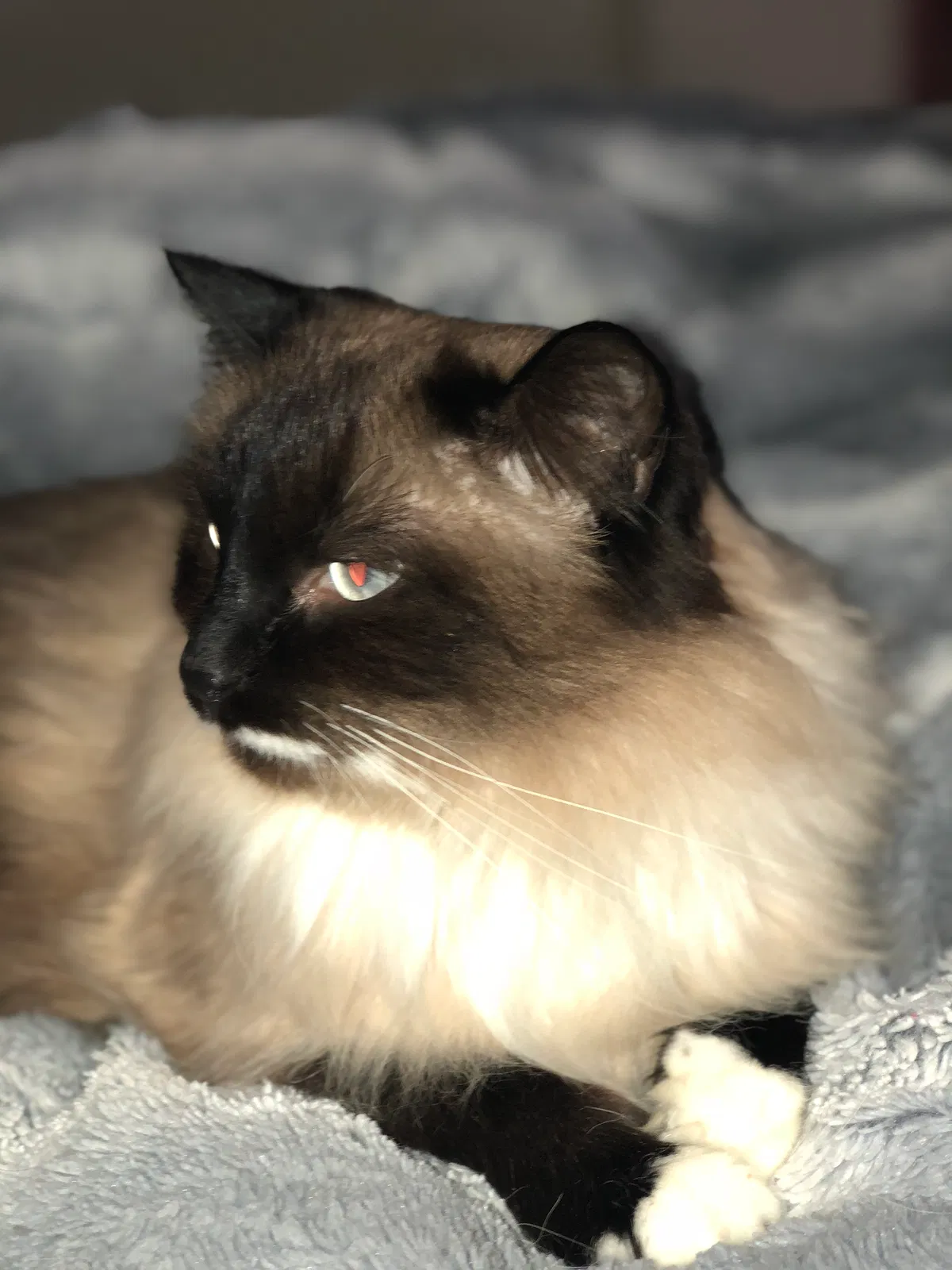 Lost cat in Peoria, AZ, 85383