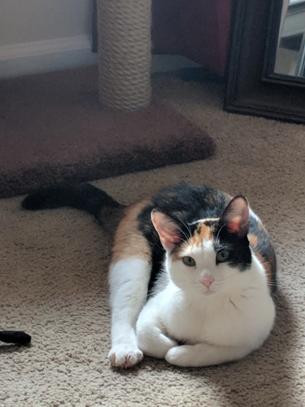 Lost cat in Marietta, GA, 30066