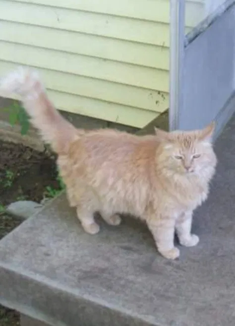 Lost cat in Fort Worth, TX, 76140