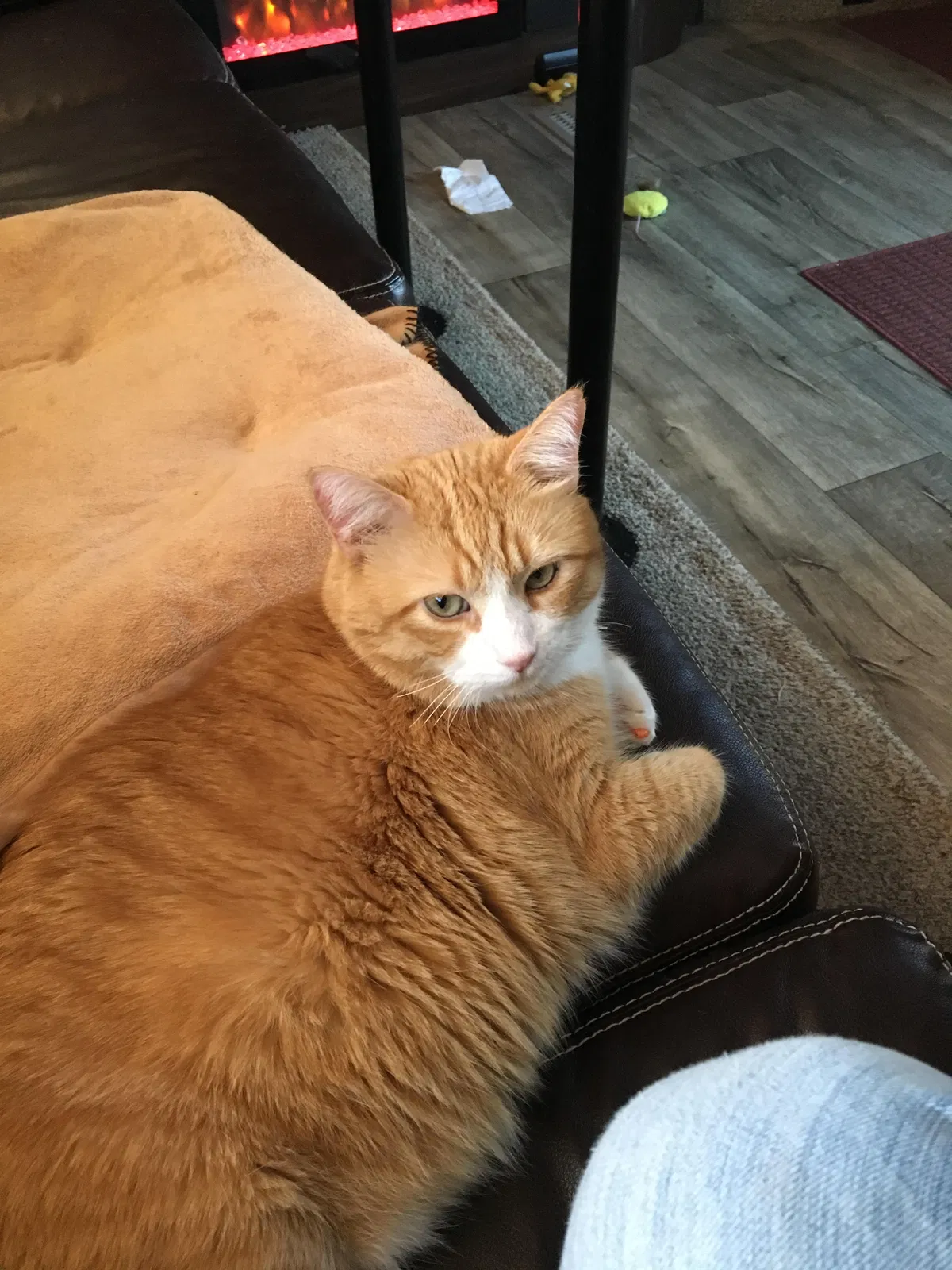 Lost cat in Hutchinson, KS, 67501