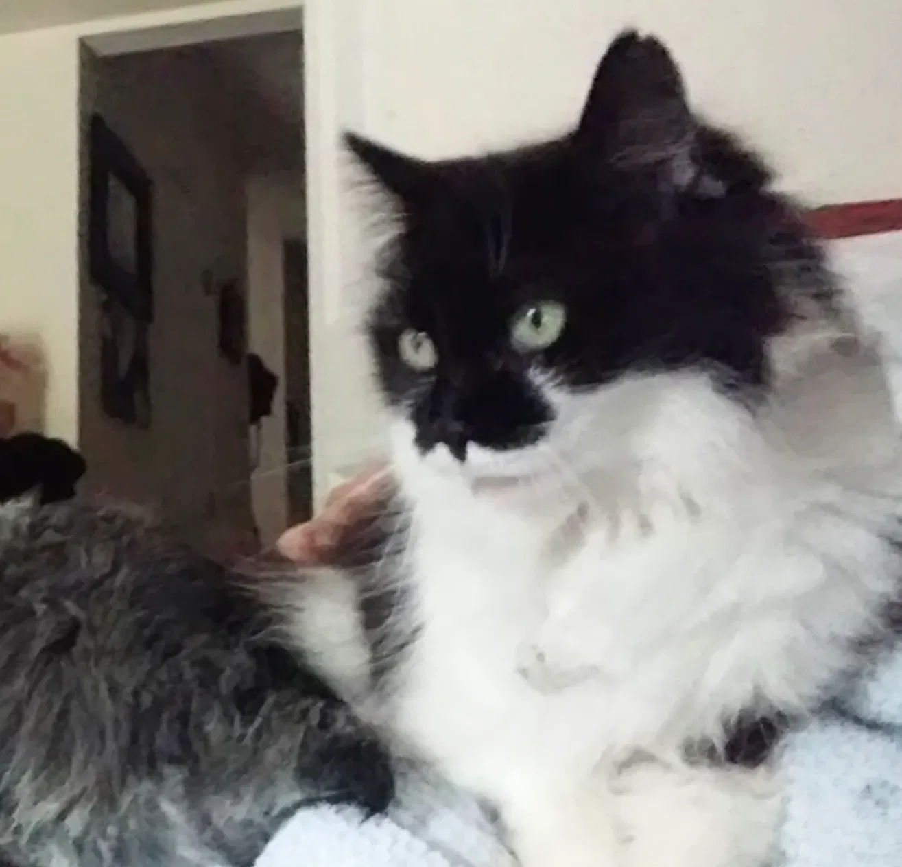 Lost cat in Jacksonville, NC, 28540