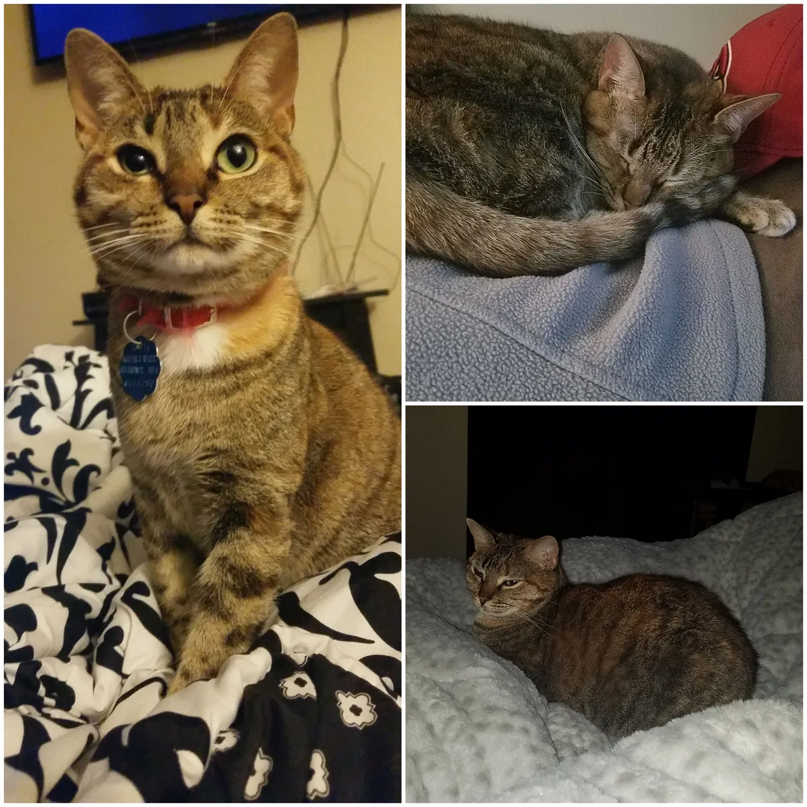 Lost cat in Rio Rancho, NM, 87124