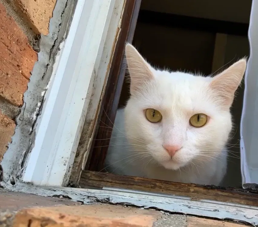 Lost cat in Valparaiso, IN, 46383