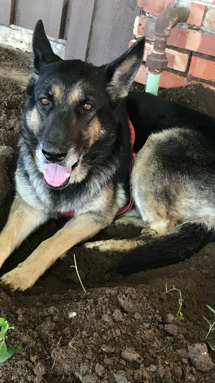 Lost dog in Lubbock, TX, 79412