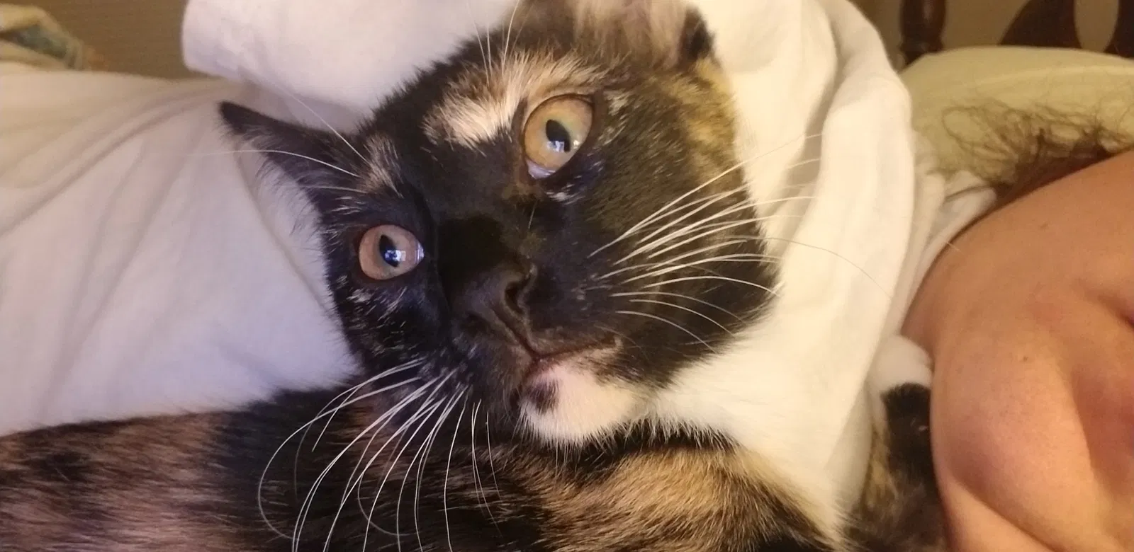 Lost cat in Shreveport, LA, 71119