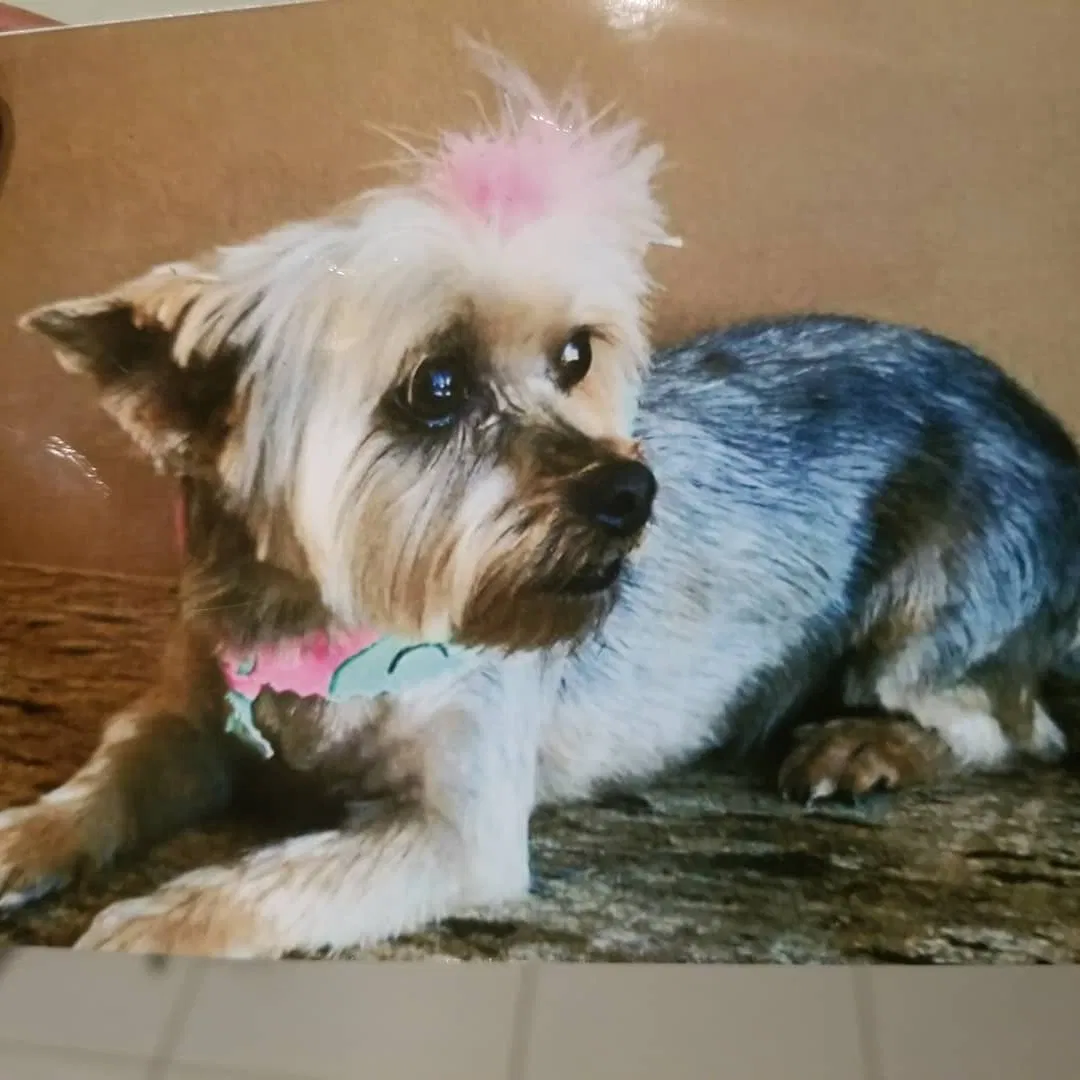 Lost dog in Miami, FL, 33147
