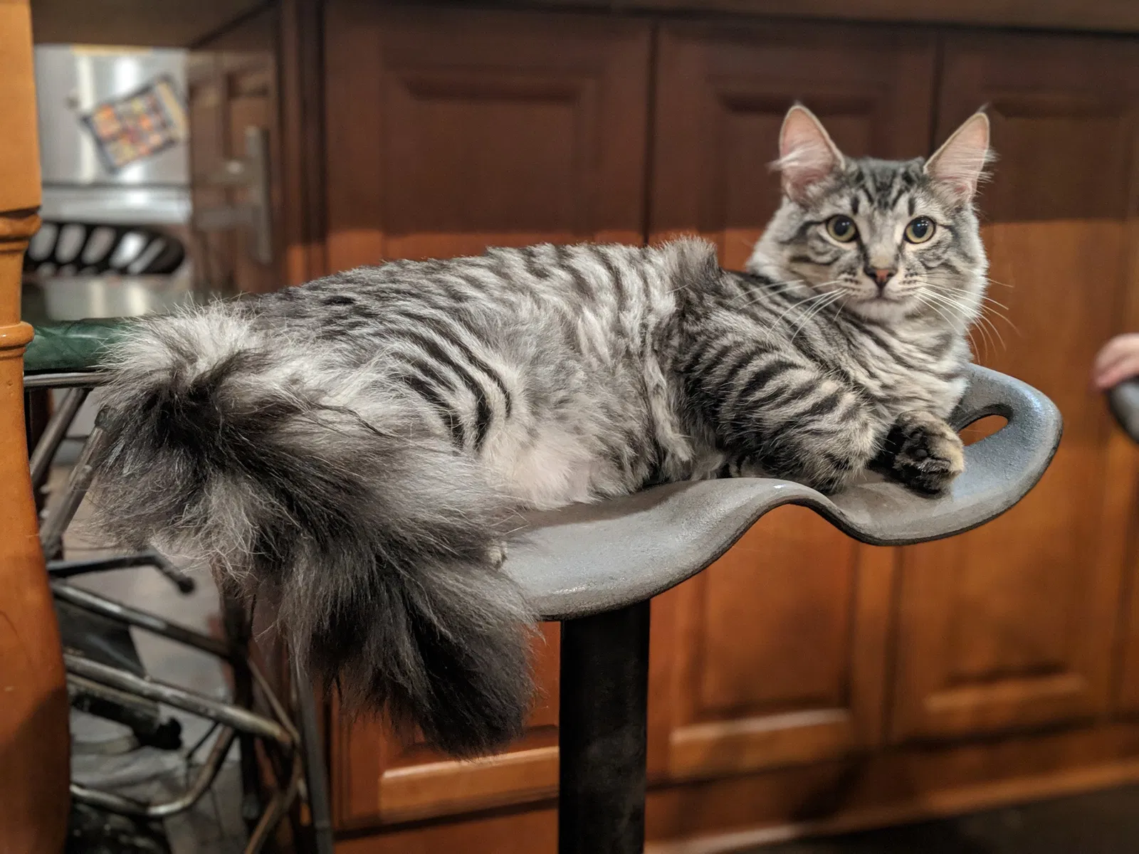 Lost cat in Valley Center, CA, 92082
