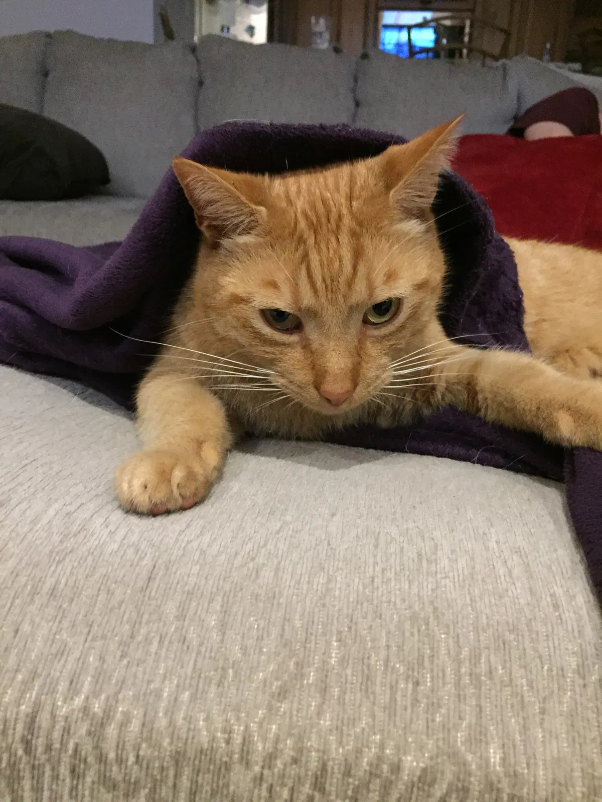 Lost cat in Mooresville, NC, 28117