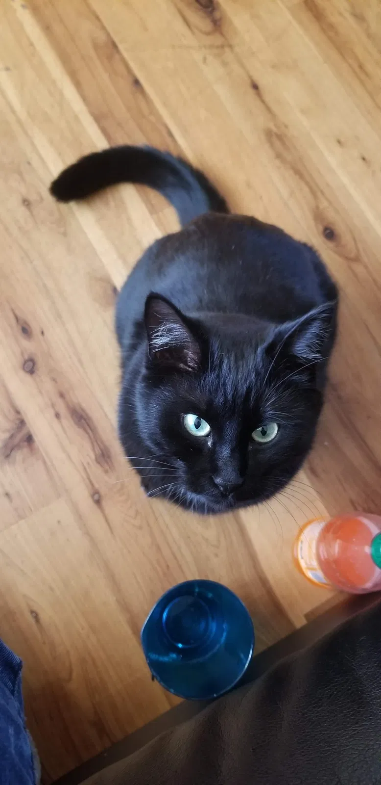 Lost cat in Sandy, UT, 84070