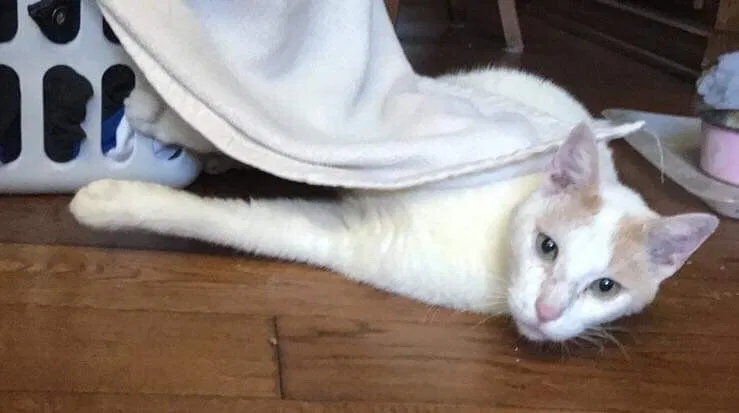 Lost cat in Seminole, FL, 33772