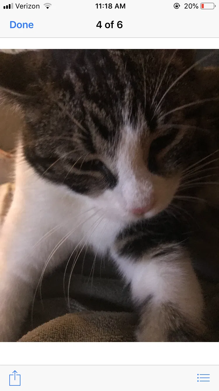 Lost cat in East Brunswick, NJ, 8816
