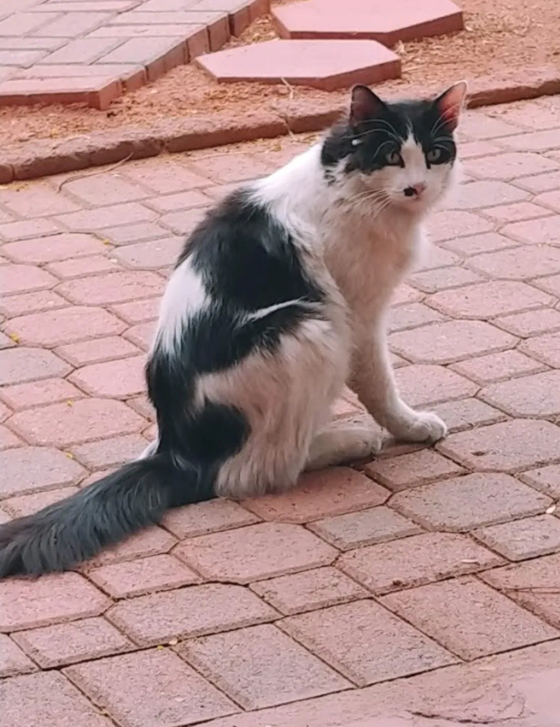 Lost cat in Glendale, AZ, 85303