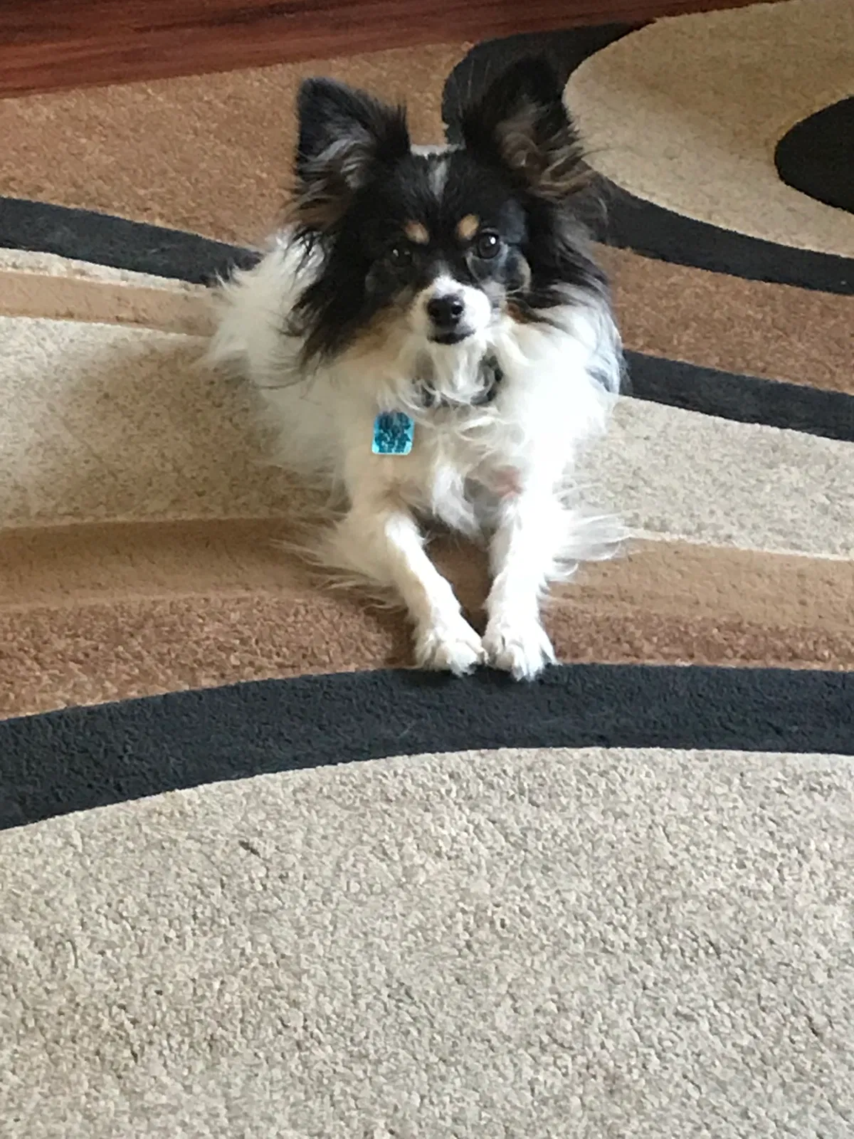 Lost dog in Lake Mary, FL, 32746